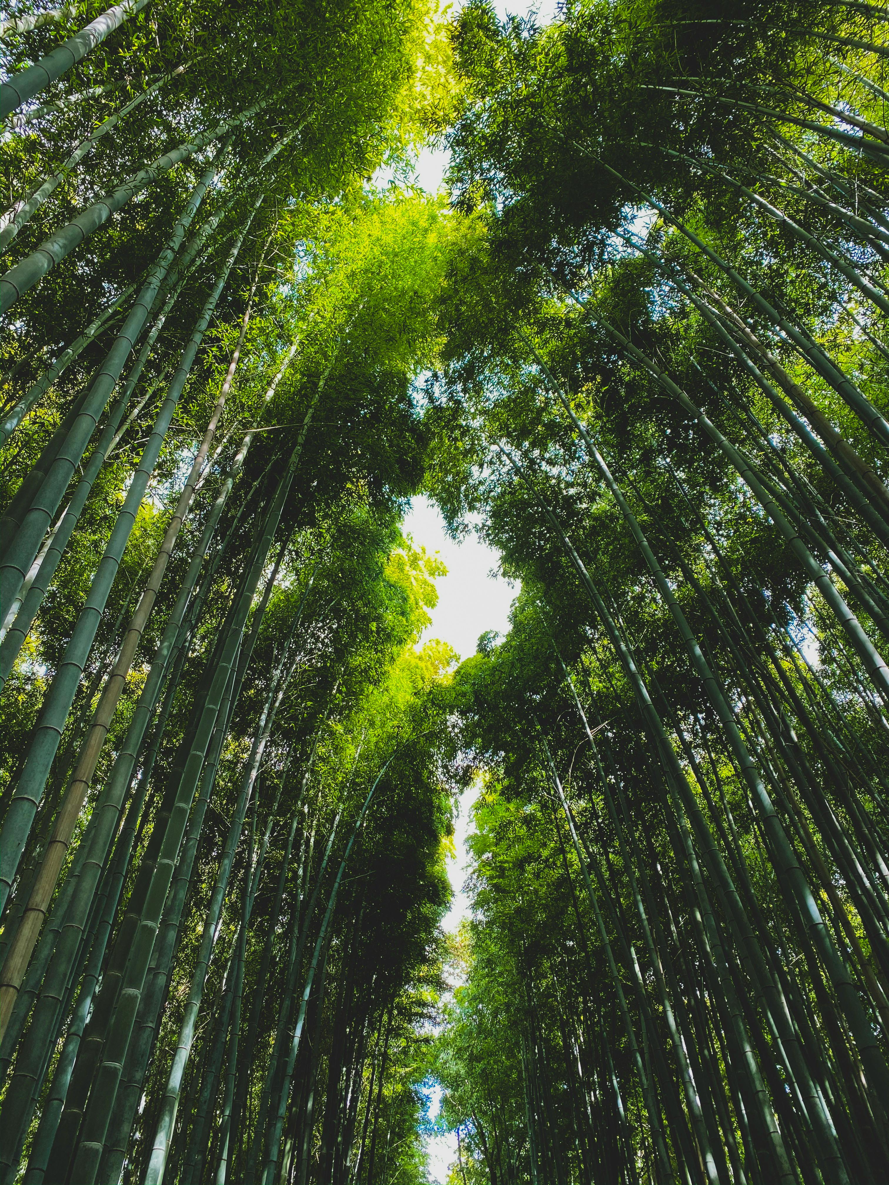 bamboo forest with row of trees on sunny day