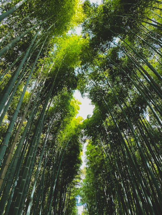 Ilmainen kuvapankkikuva tunnisteilla alhaalta, aurinkoinen, bambu