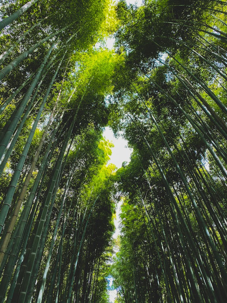 Bamboo Forest With Row Of Trees On Sunny Day