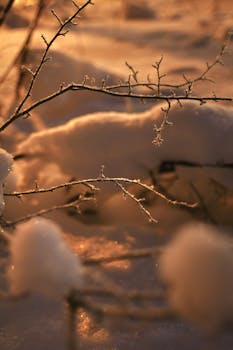 Close-up of frosty branches in a snowy sunset setting, capturing the serene winter ambiance.