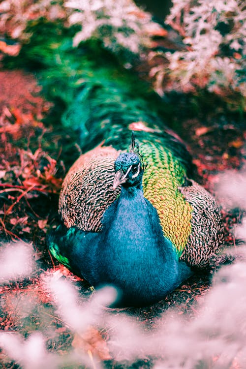 Blue and Brown Peacock on Brown Dried Leaves