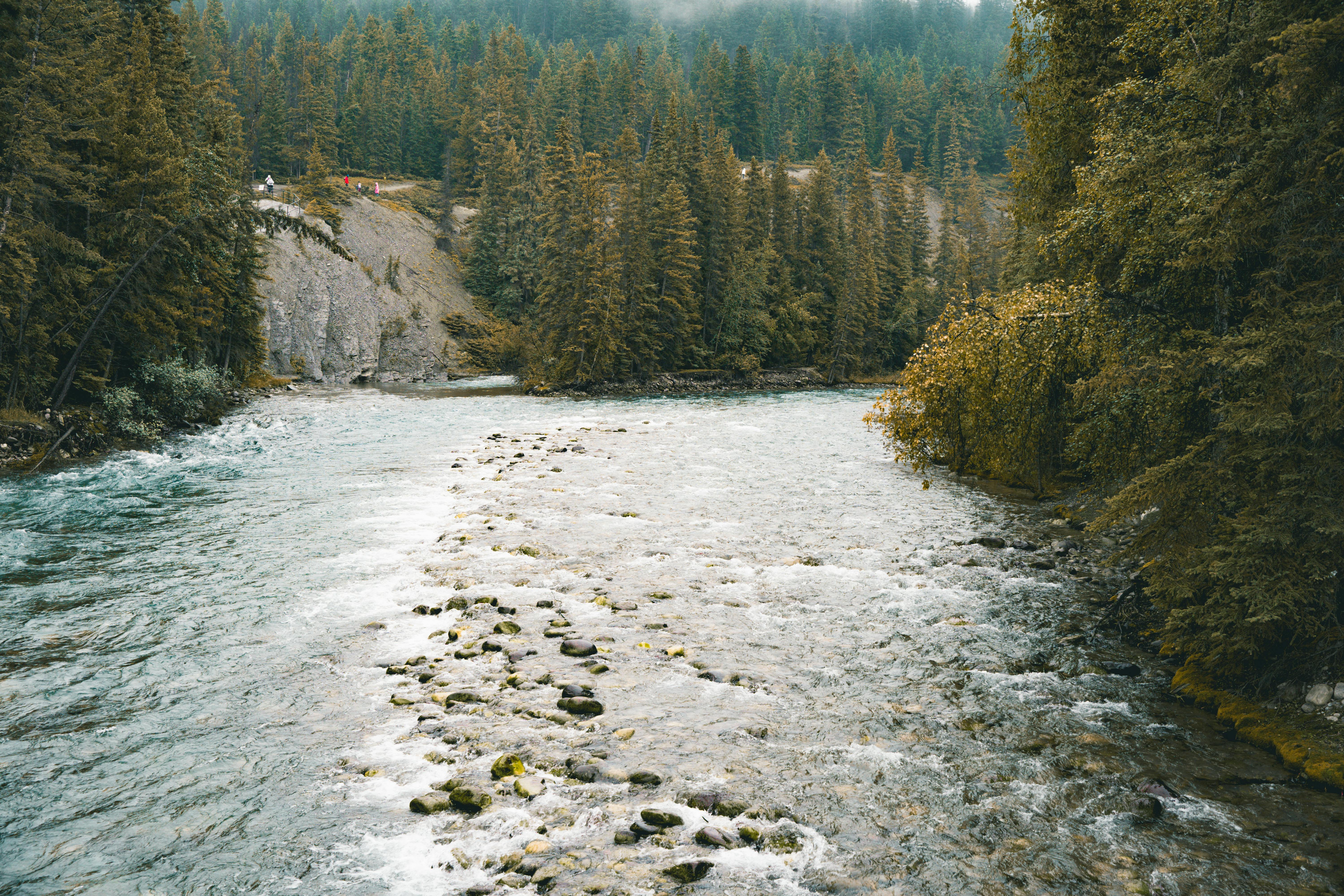 бесплатная Спокойная горная река, протекающая через пышный вечнозеленый лес со скалистыми берегами, создает безмятежную природную картину. Стоковое фото