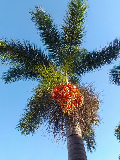 Free Tall palm tree with vivid red clusters under a clear blue sky, showcasing tropical beauty. Stock Photo