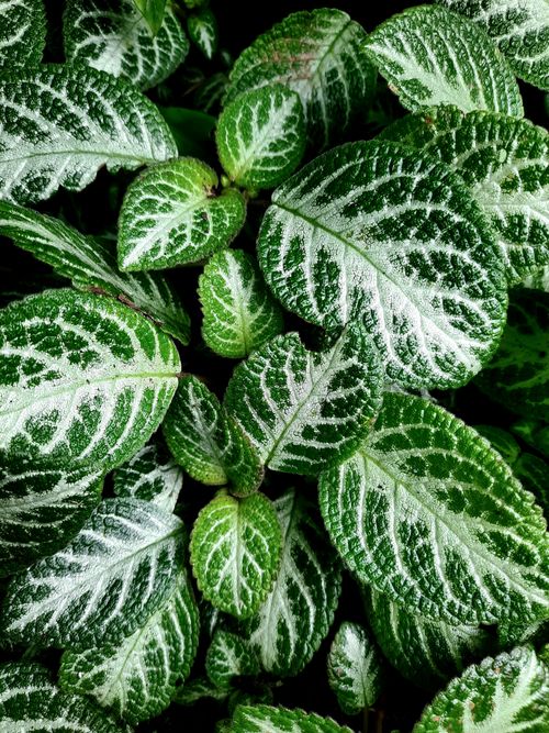 Free Detailed close-up of lush green and white foliage with textured patterns. Stock Photo