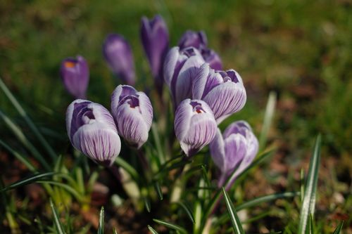 Free Vibrant purple crocus flowers blooming in a sunlit garden during spring. Stock Photo