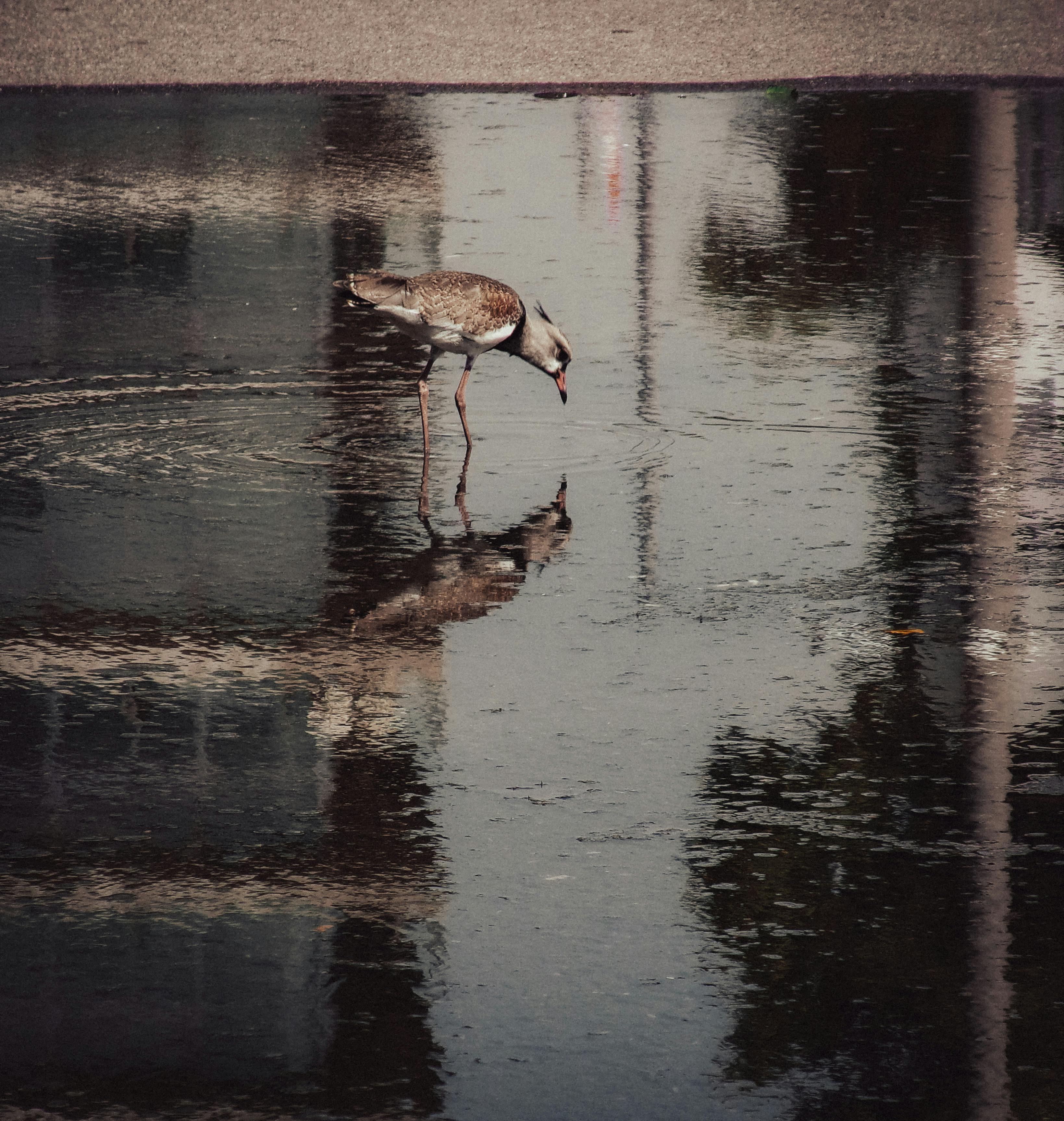 Gratis En fugl går i en reflekterende vandpyt med spejlblanke bygninger omkring den, hvilket skaber et fredfyldt bybillede. Lagerfoto