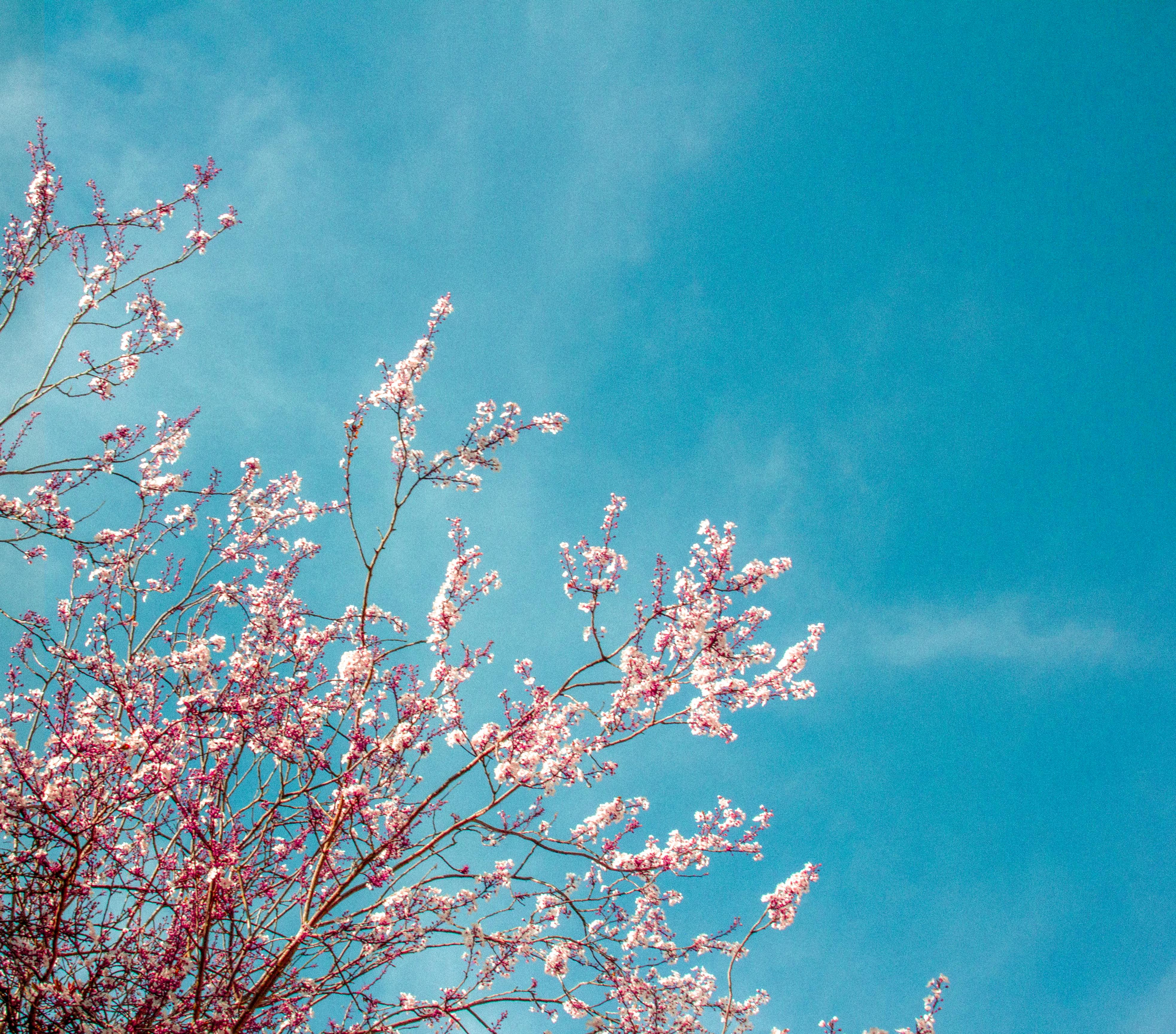 Gratis Splendidi fiori di ciliegio sotto un cielo azzurro brillante a Shrewsbury, che catturano l'essenza della primavera. Foto a disposizione