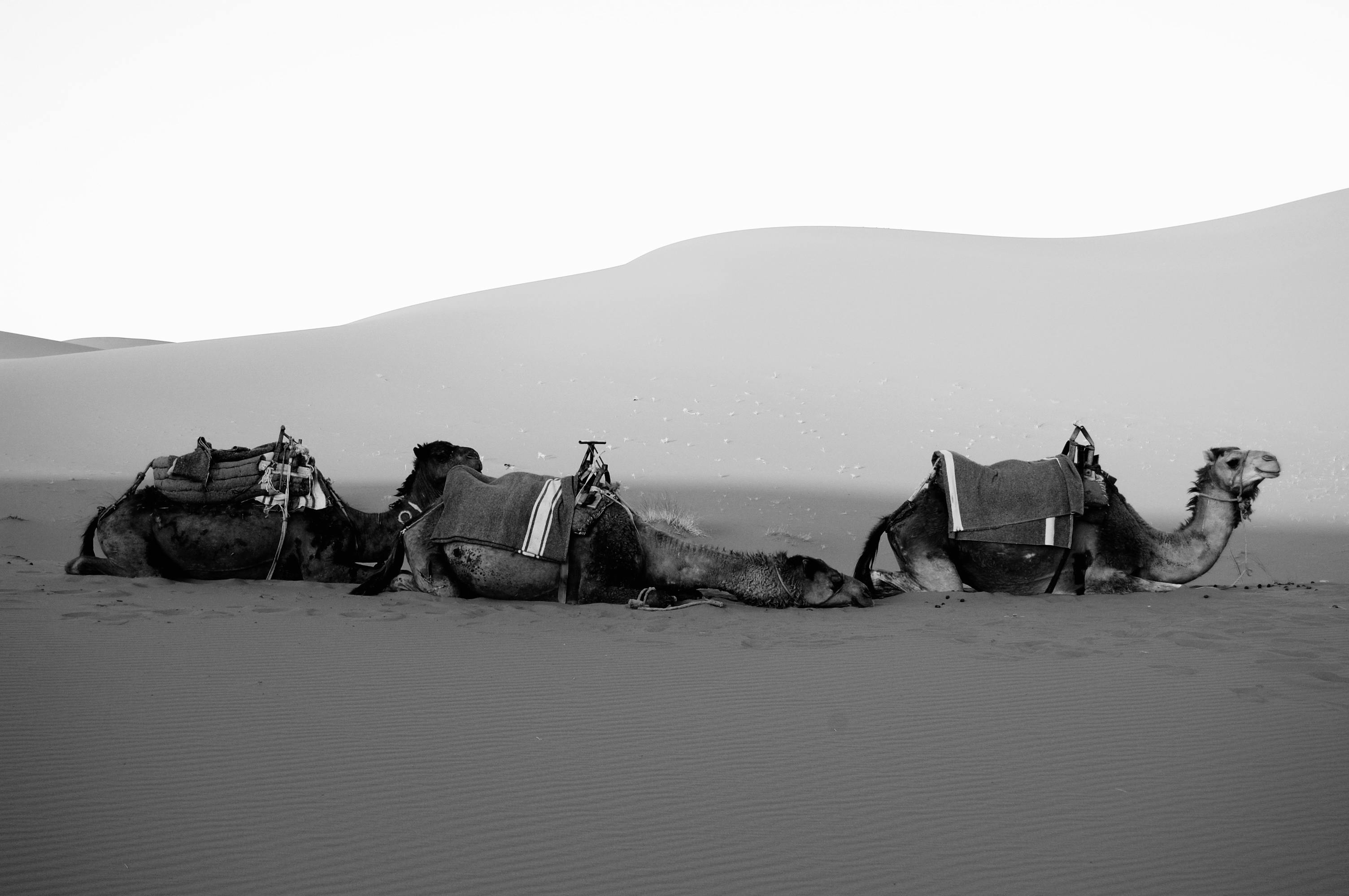 無料 アフリカ, アラビア語, キャラバンの無料の写真素材 写真素材