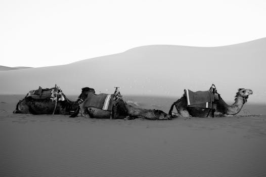 Black and white image of camels resting in the vast desert dunes during the day.