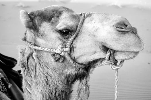 Black and white close-up photo of a camel in a desert setting, showing detailed features.