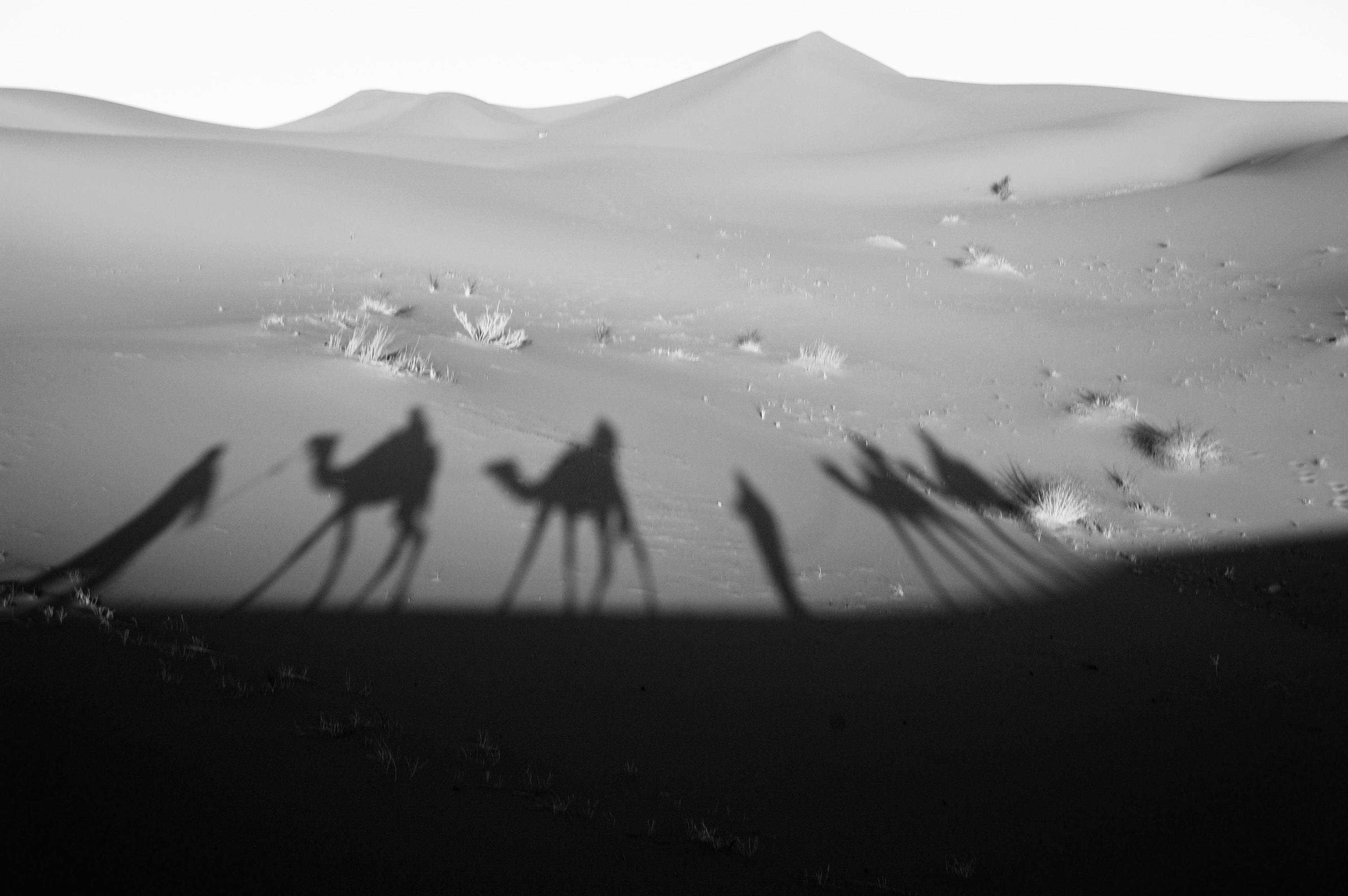 Gratis Ombre di cammelli e cavalieri proiettate sulle dune ondulate del deserto in bianco e nero. Foto a disposizione