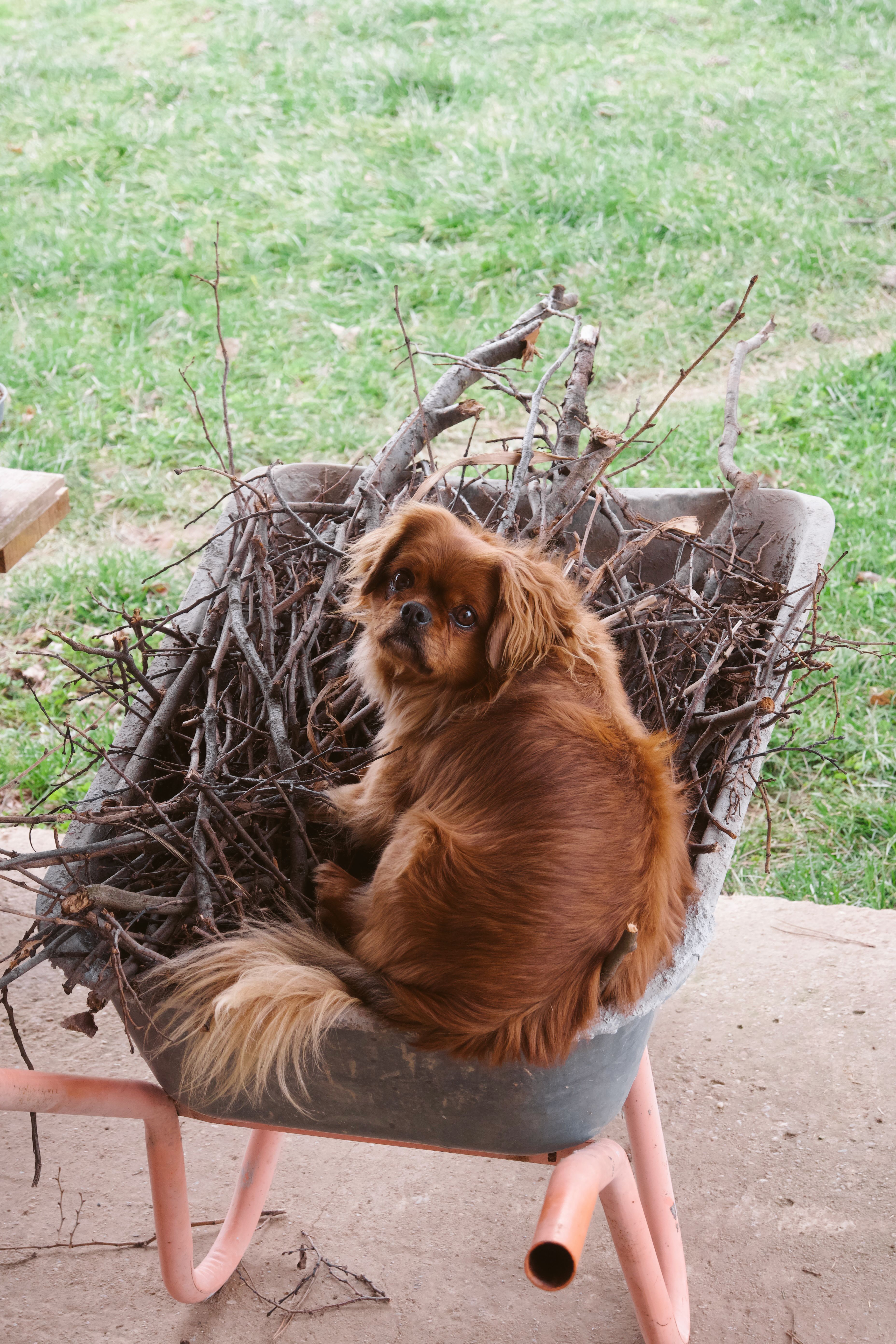 Small Dog Sitting in a Wheelbarrow with Twigs · Free Stock Photo