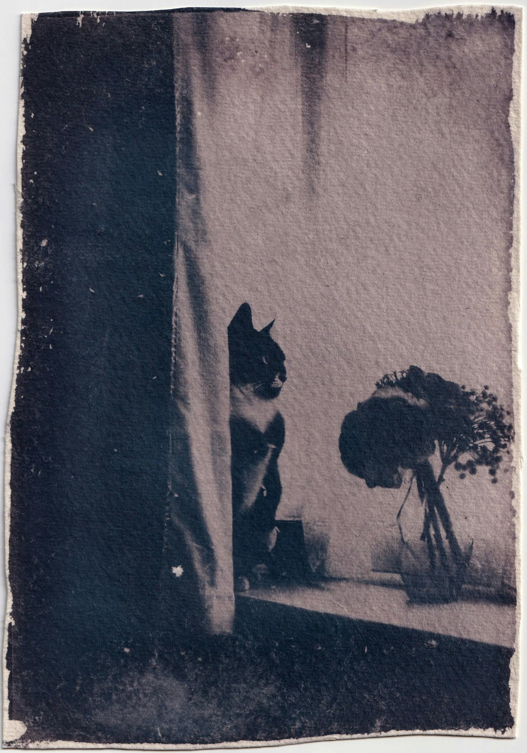 Artistic photo of a cat by a window with plant in vintage tones.