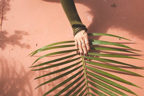 A Person Holding a Palm Leaf Over the Sand