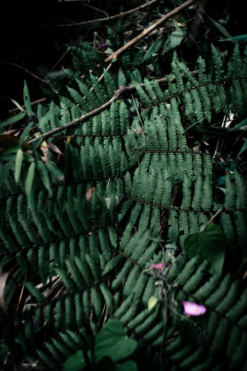 Fern Leaves