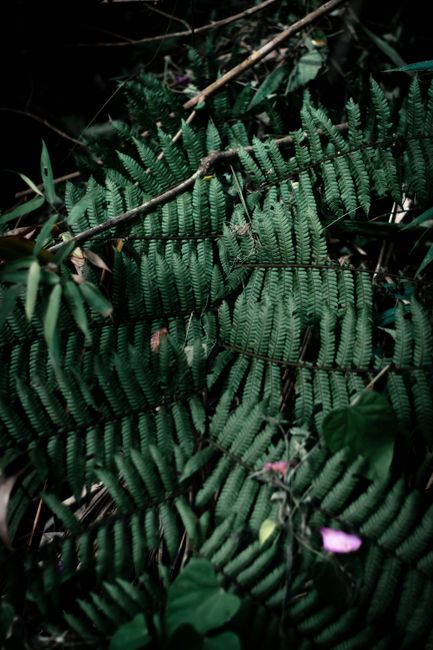 Detailed image of green fern leaves with natural lighting, highlighting textures and patterns.