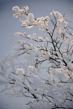 Delicate snow-clad branches against a soft winter backdrop create a tranquil atmosphere.