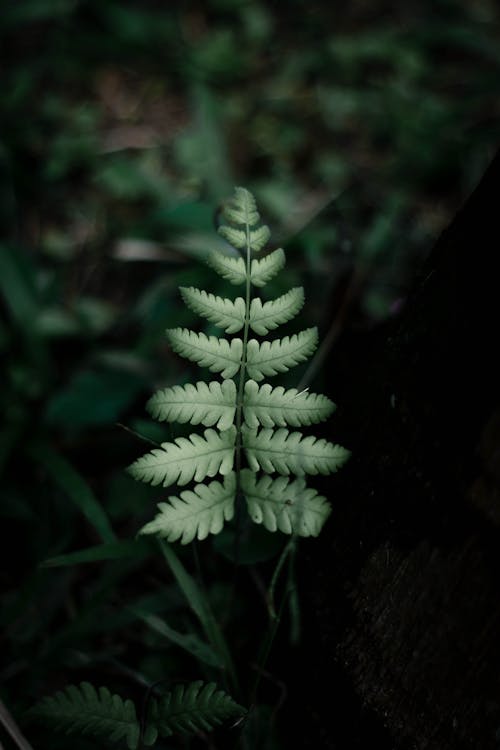 녹색 고사리 잎의 사진