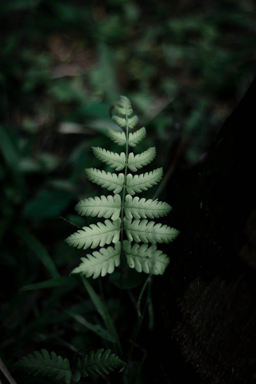 Základová fotografie zdarma na téma barva, bujný, flóra