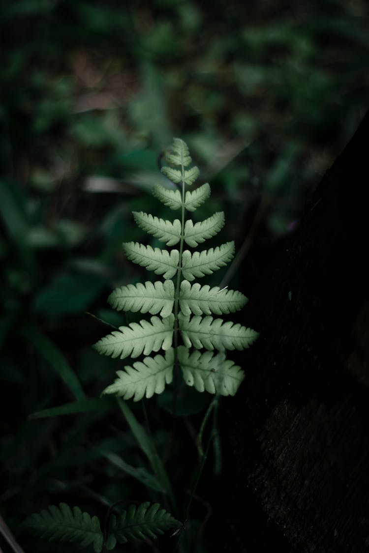 Photo Of Green Fern Leaf