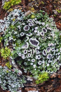 grey green lichen bark