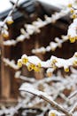 Snow-covered yellow flowers in winter landscape