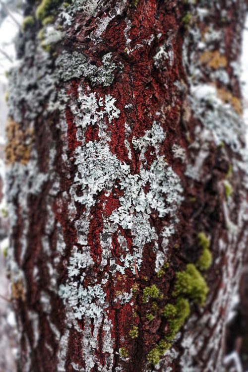 Pale lichen crusting a wet tree trunk — photo by Gizem Gökce on Pexels