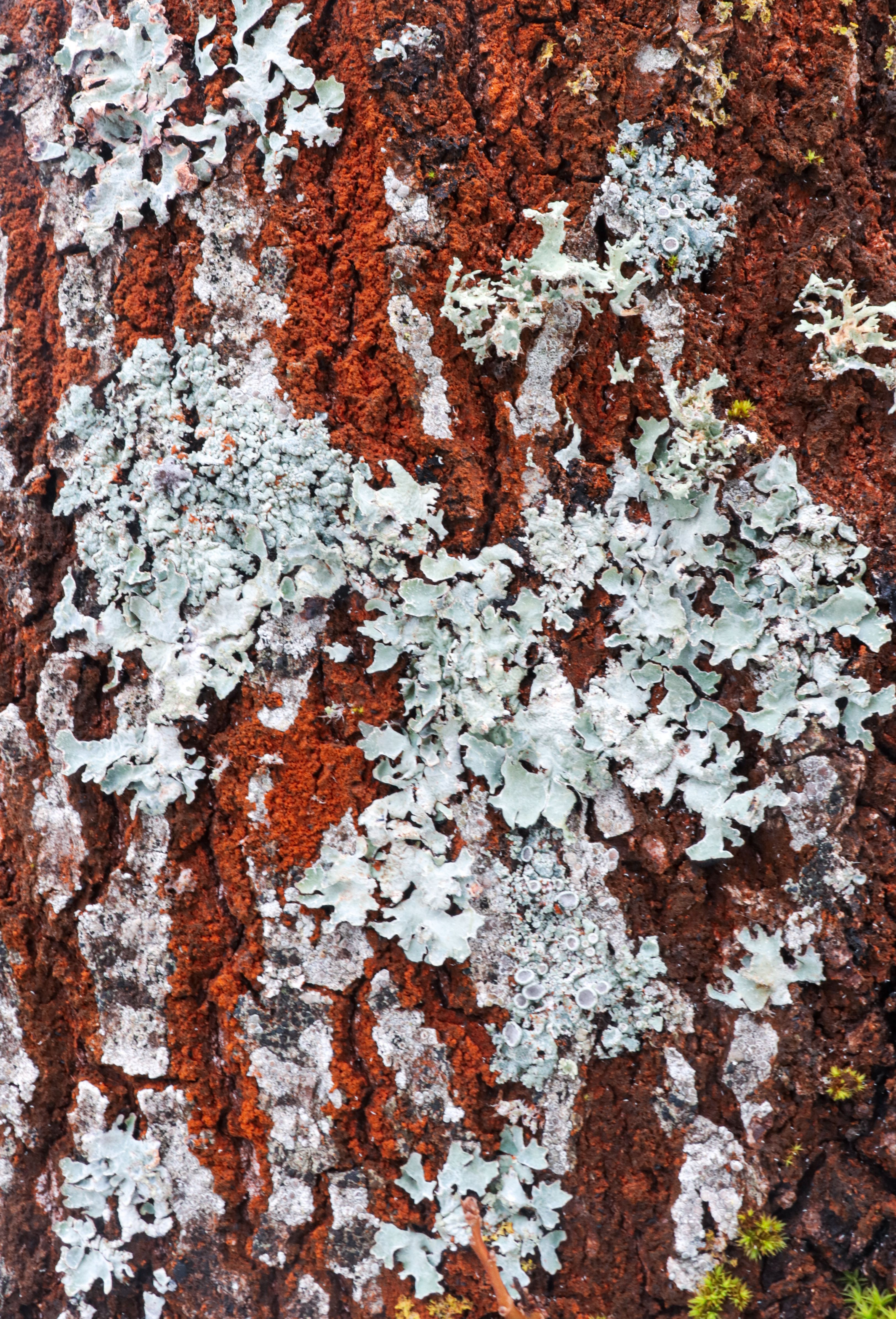 Close-Up of Lichen on Tree Bark · Free Stock Photo