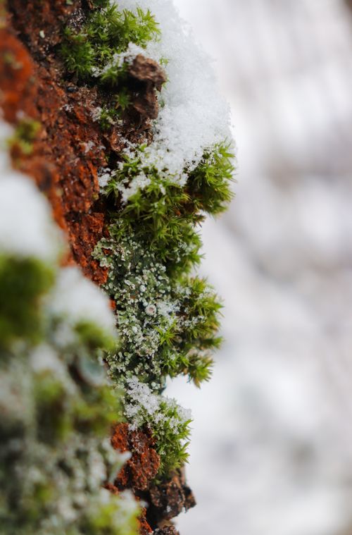Free Detailed image showing moss and snow on tree bark, capturing the winter texture. Stock Photo