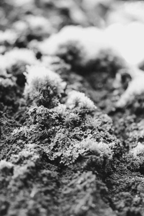 Free Detailed black and white photo of moss growing on rocks, showcasing natural textures and organic patterns. Stock Photo