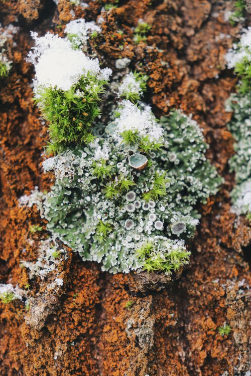 Free Close-up of moss and lichen on tree bark covered in snow, showcasing winter nature textures. Stock Photo