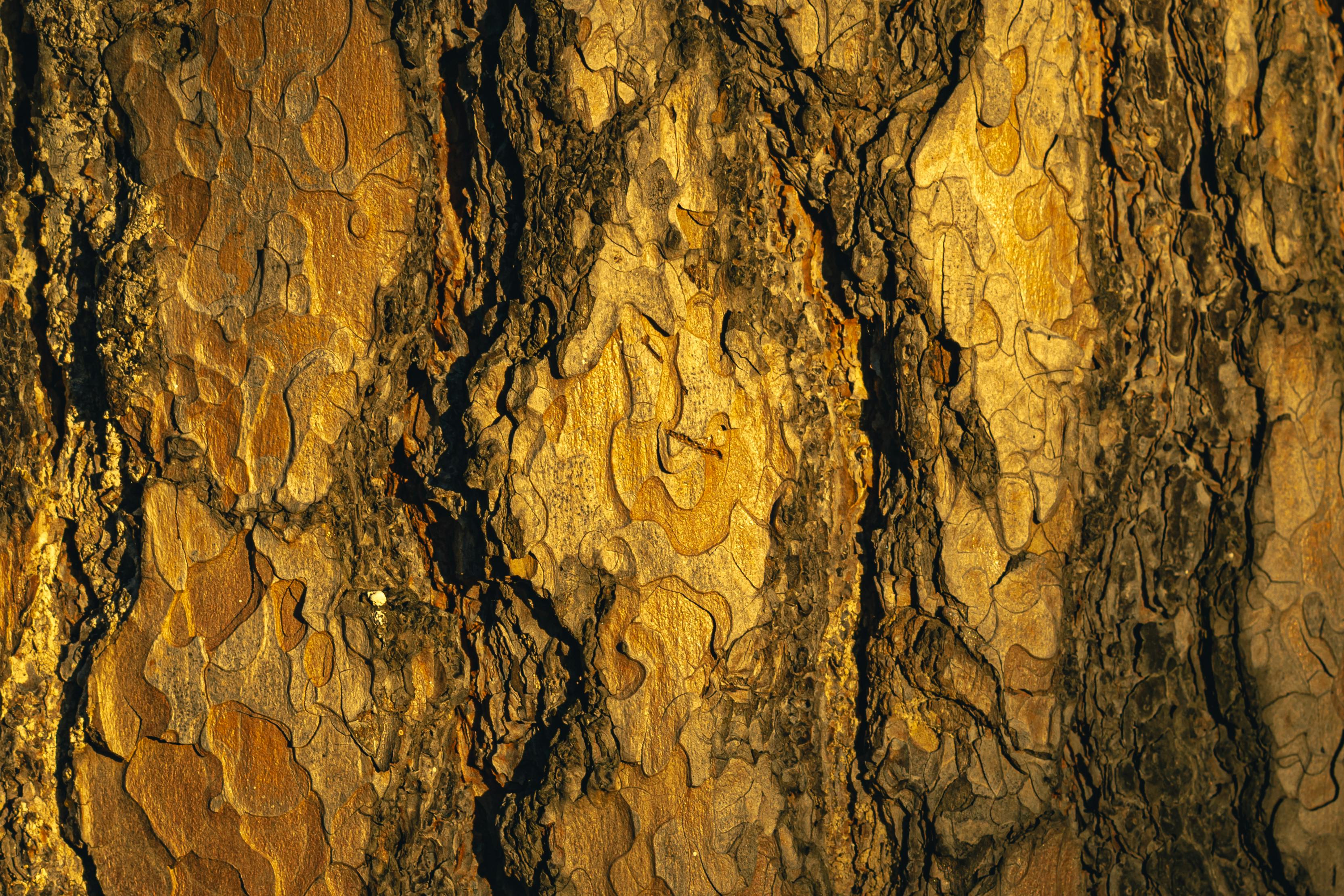 Free Close-up of tree bark with unique texture and patterns in warm golden light. Stock Photo