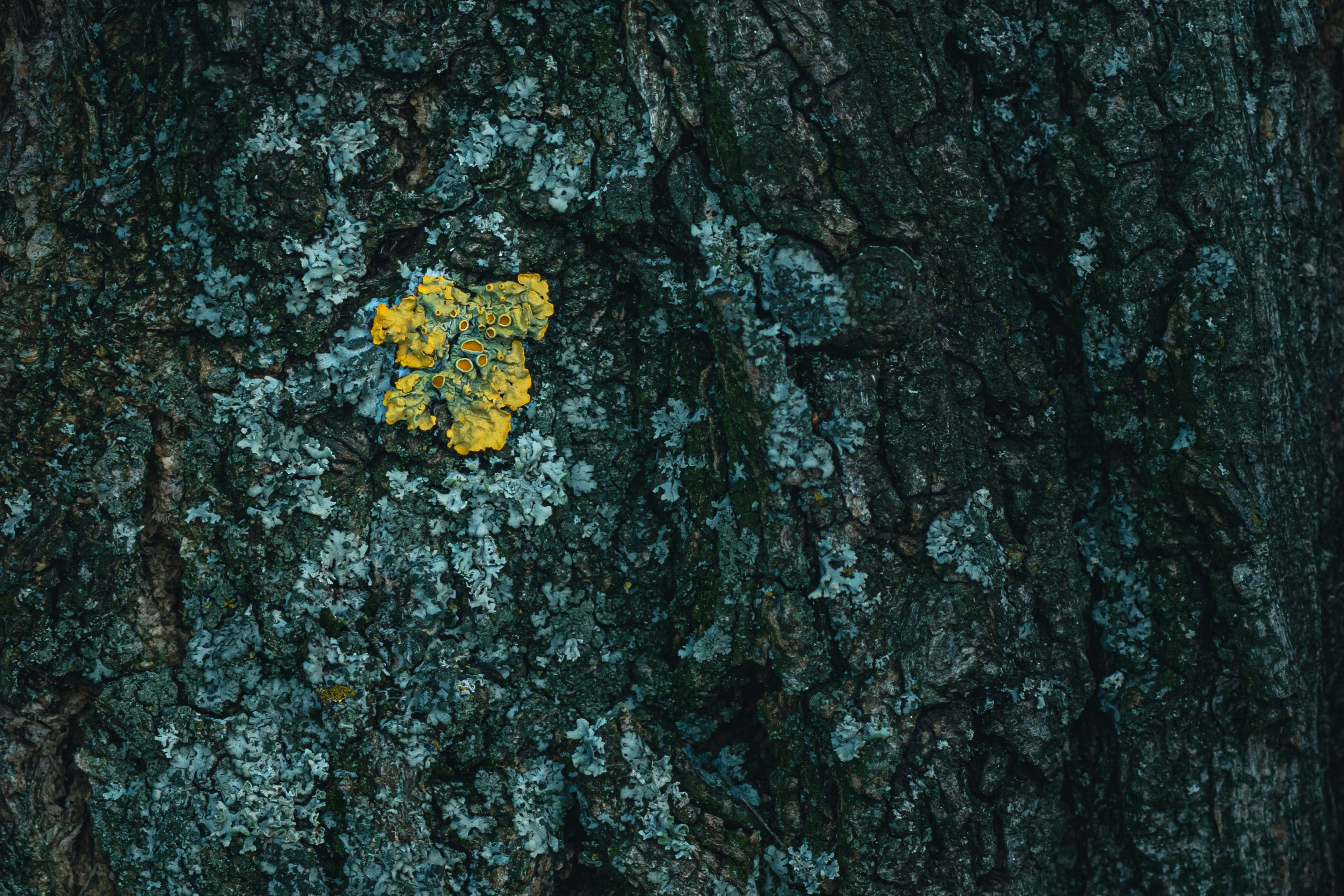 Close-up of weathered tree bark with lichen — bark condition is a key sign when telling if a tree is dead in Surrey BC