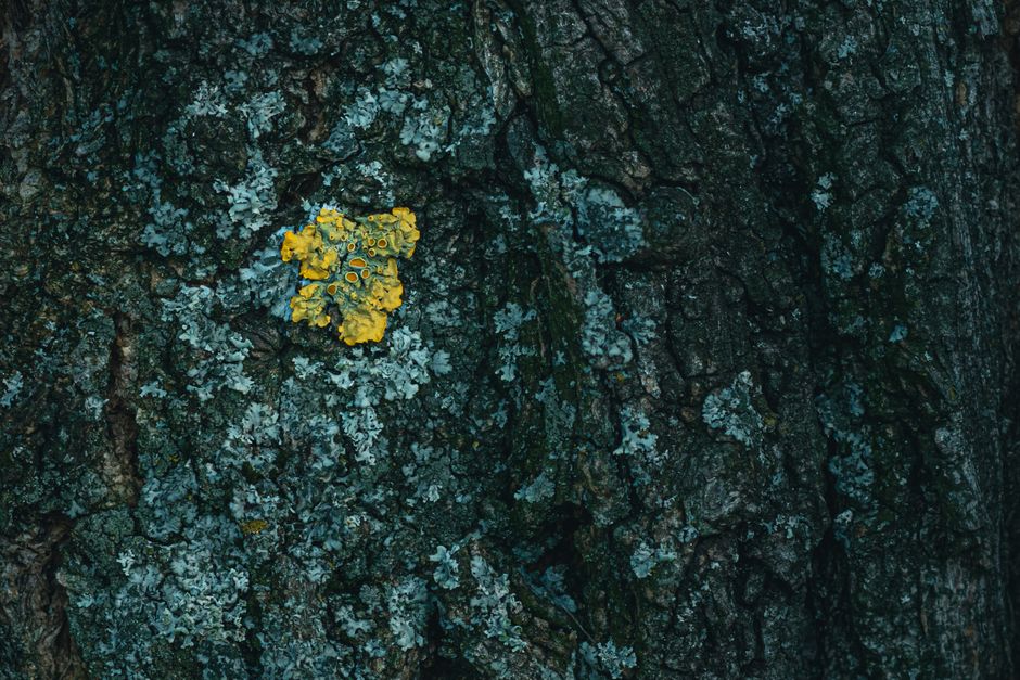 Close-up of weathered tree bark with lichen — bark condition is a key sign when telling if a tree is dead in Surrey BC