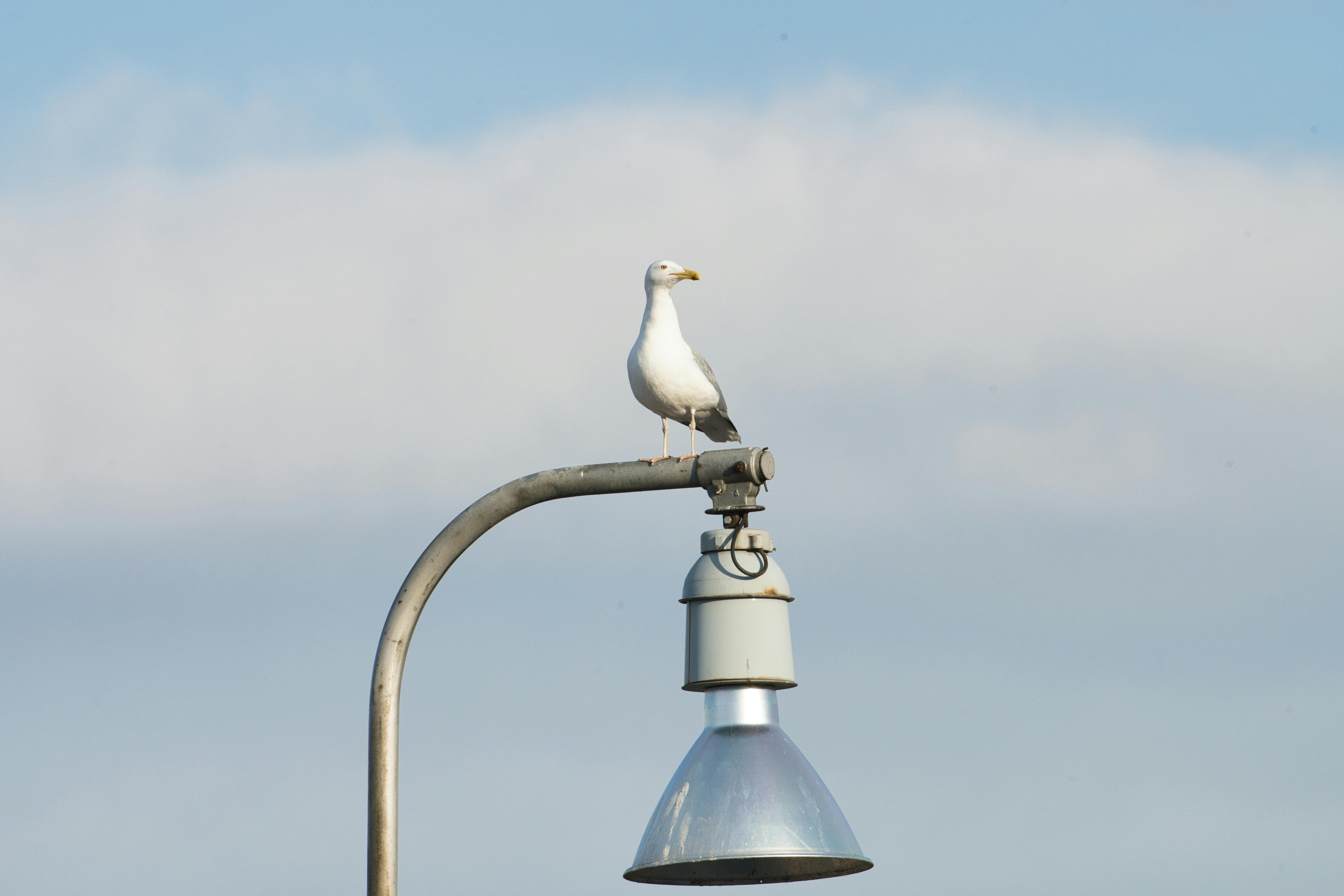 Free A seagull sits atop a street lamp against a cloudy sky in Poprad, Slovakia. Stock Photo