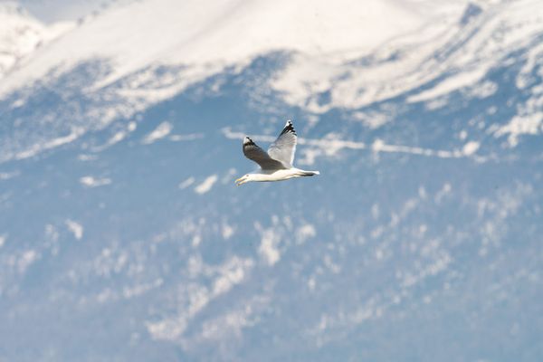 A gull gliding past snow-covered peaks — Michal Petras on Pexels