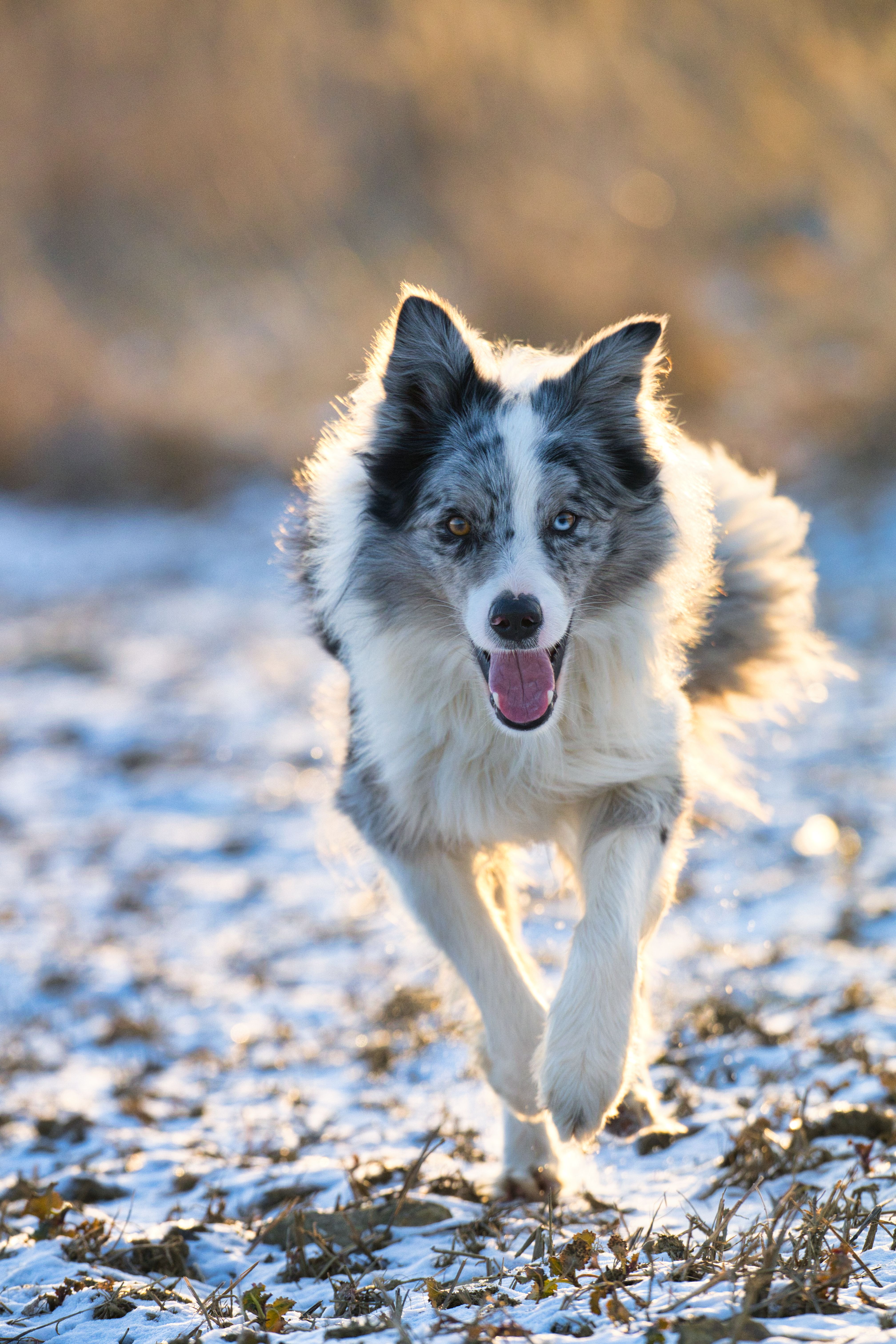 Choosing a Name That Reflects Your Dog's Unique Personality and Appearance