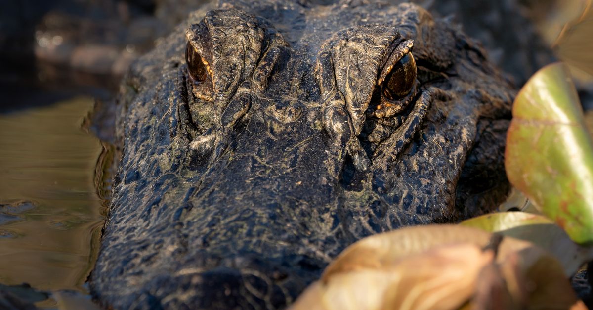 Close-up of an alligator's eyes peeking through water and foliage, showcasing detail.