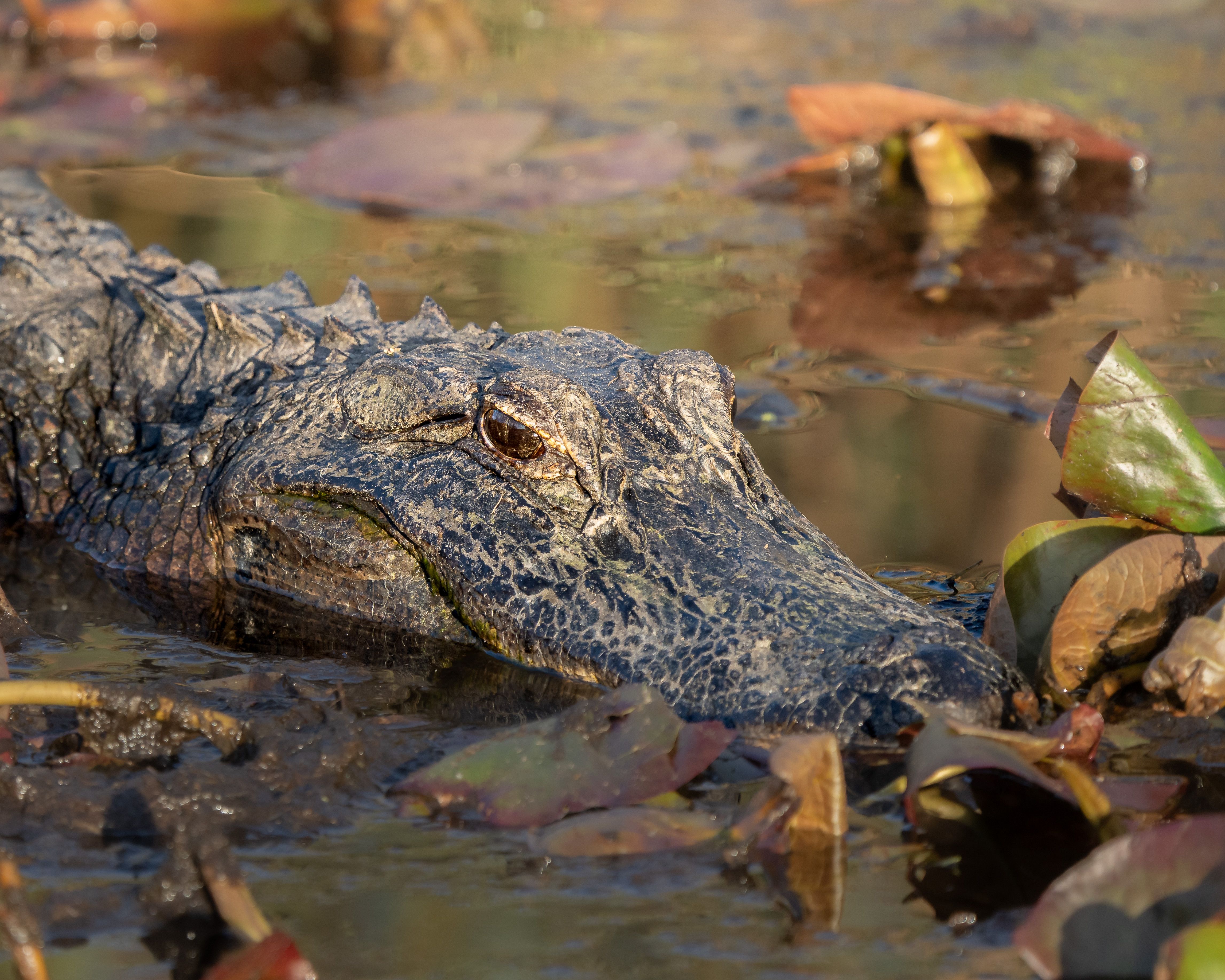 An American alligator partially submerged in water, surrounded by leaves in a swamp.