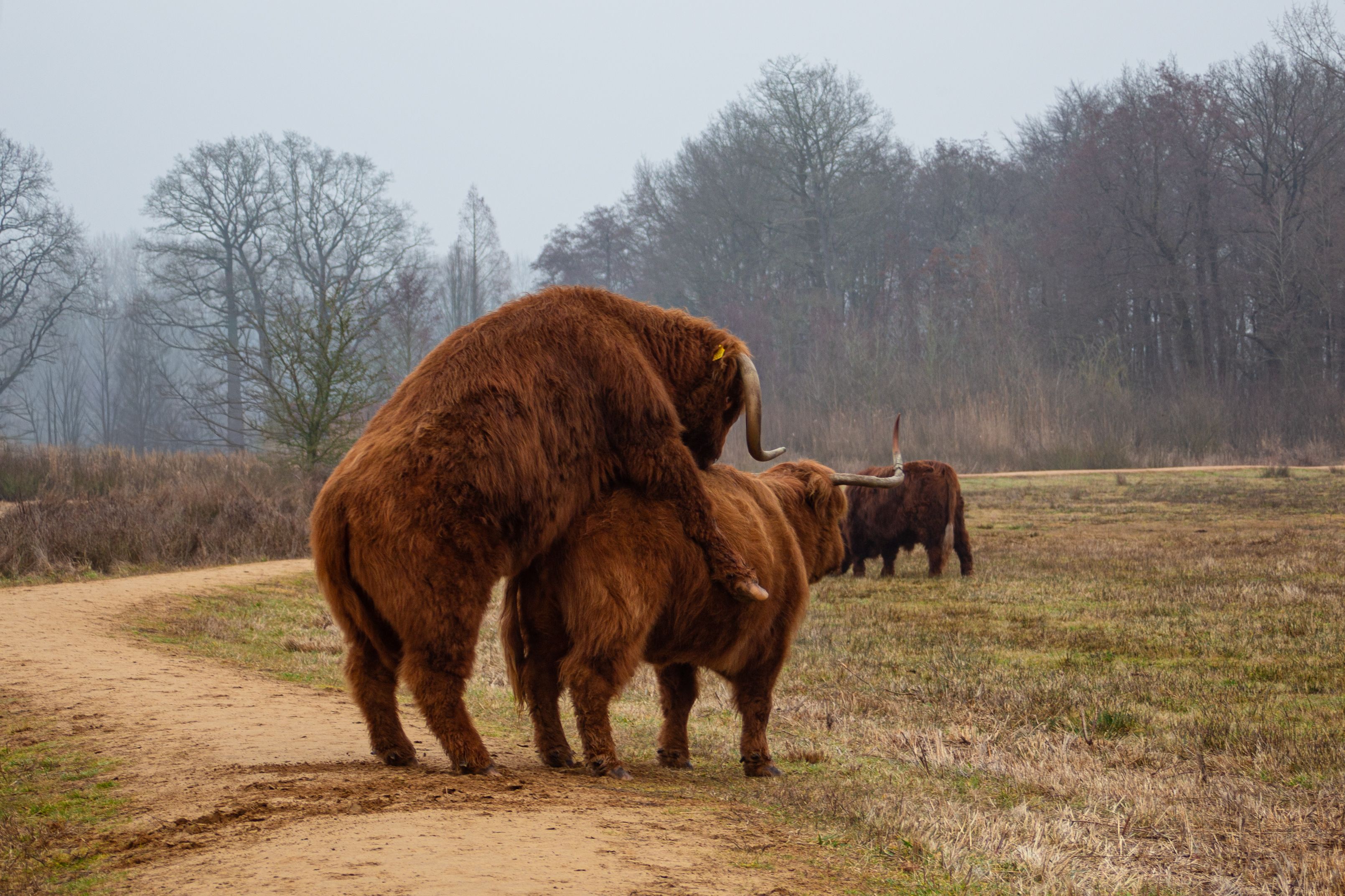 Highland cattle grazing and interacting in a serene meadow with trees in the background.
