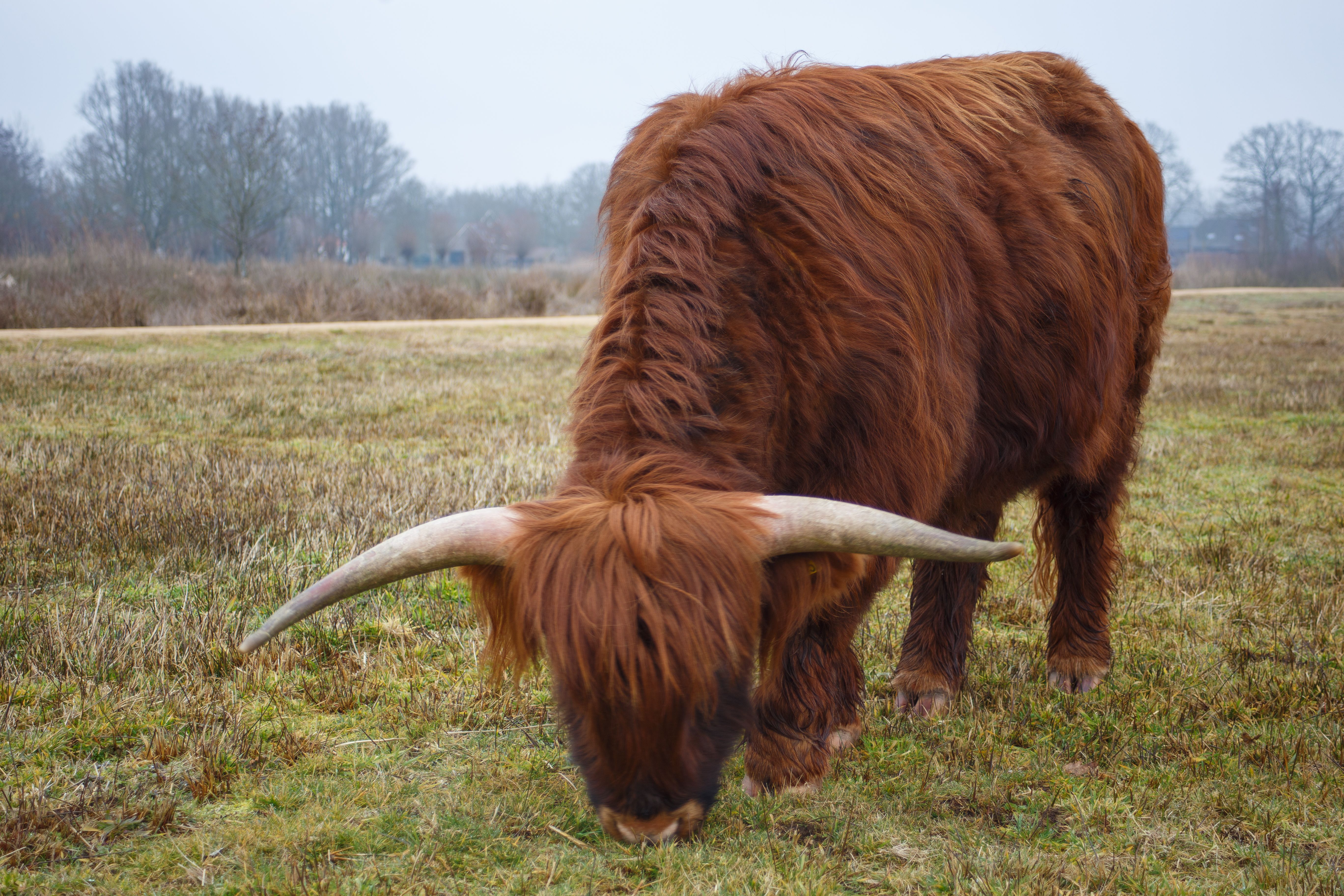 Highland Cattle Grazing in Calm Landscape · Free Stock Photo