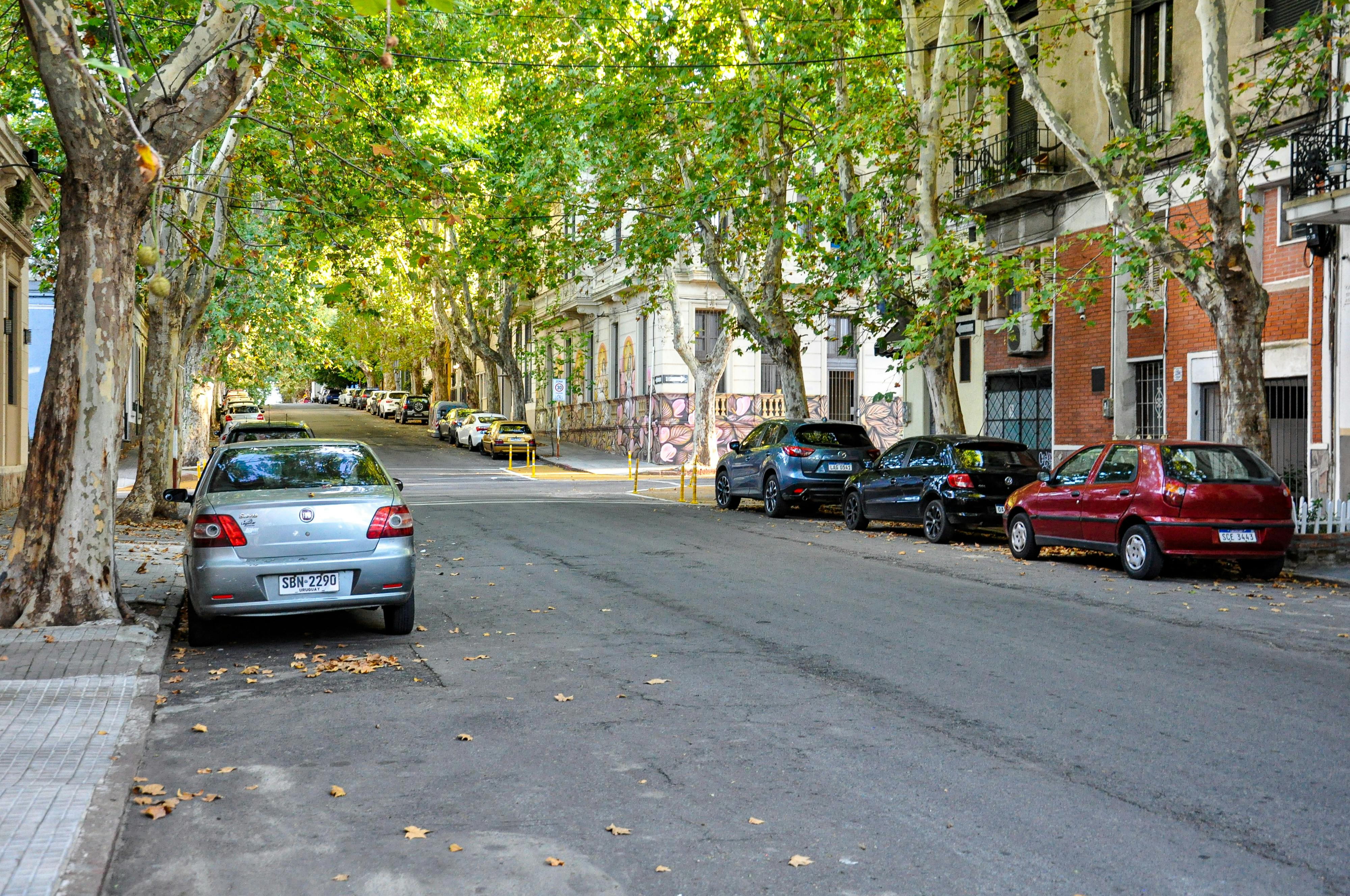 бесплатная Спокойная городская картина: припаркованные автомобили на обсаженной деревьями улице в Монтевидео, Уругвай. Стоковое фото