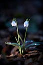 Delicate Snowdrops in Early Spring Light