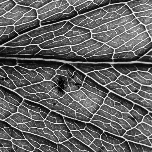Black and white close-up of leaf veins — photo by Amel Uzunovic on Pexels