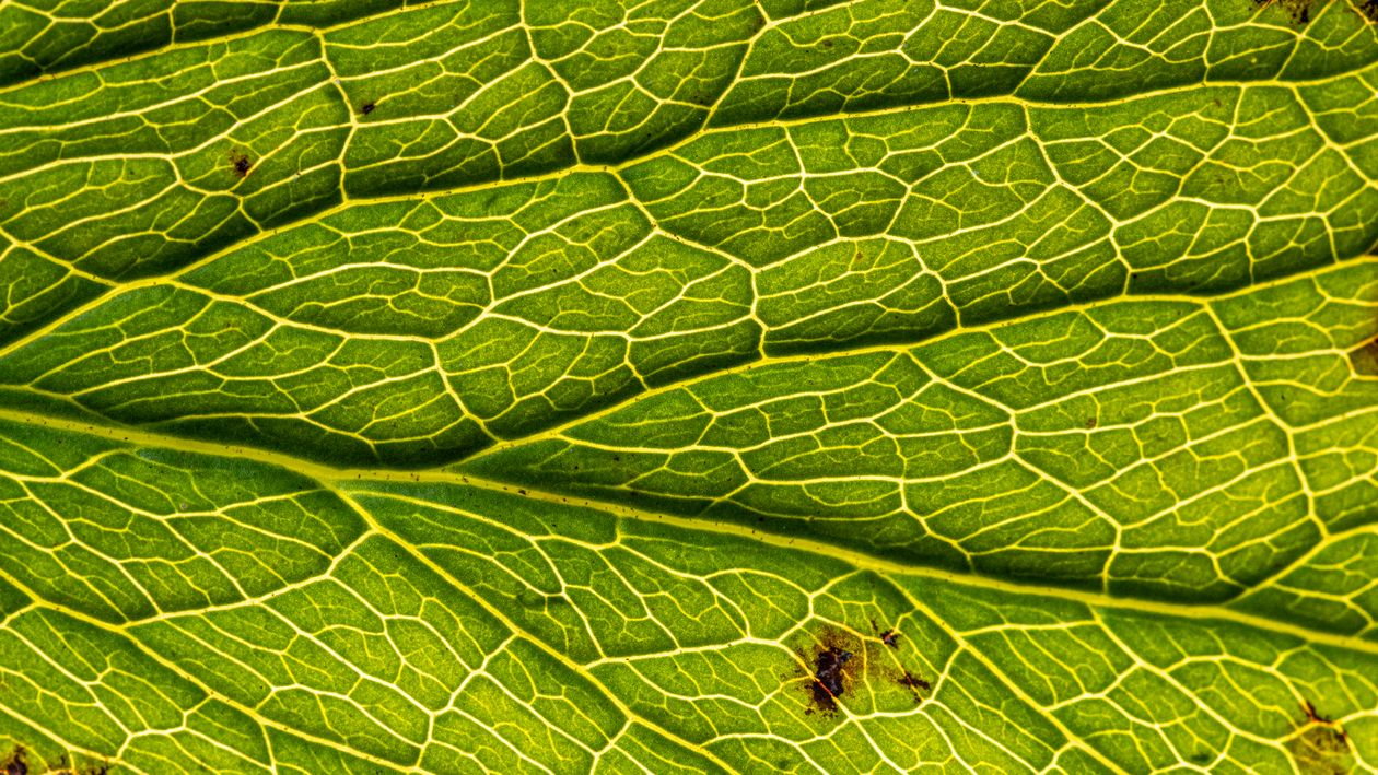 Close-Up of Vibrant Green Leaf Veins · Free Stock Photo