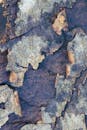 Close-up of Tree Bark with Peeling Texture