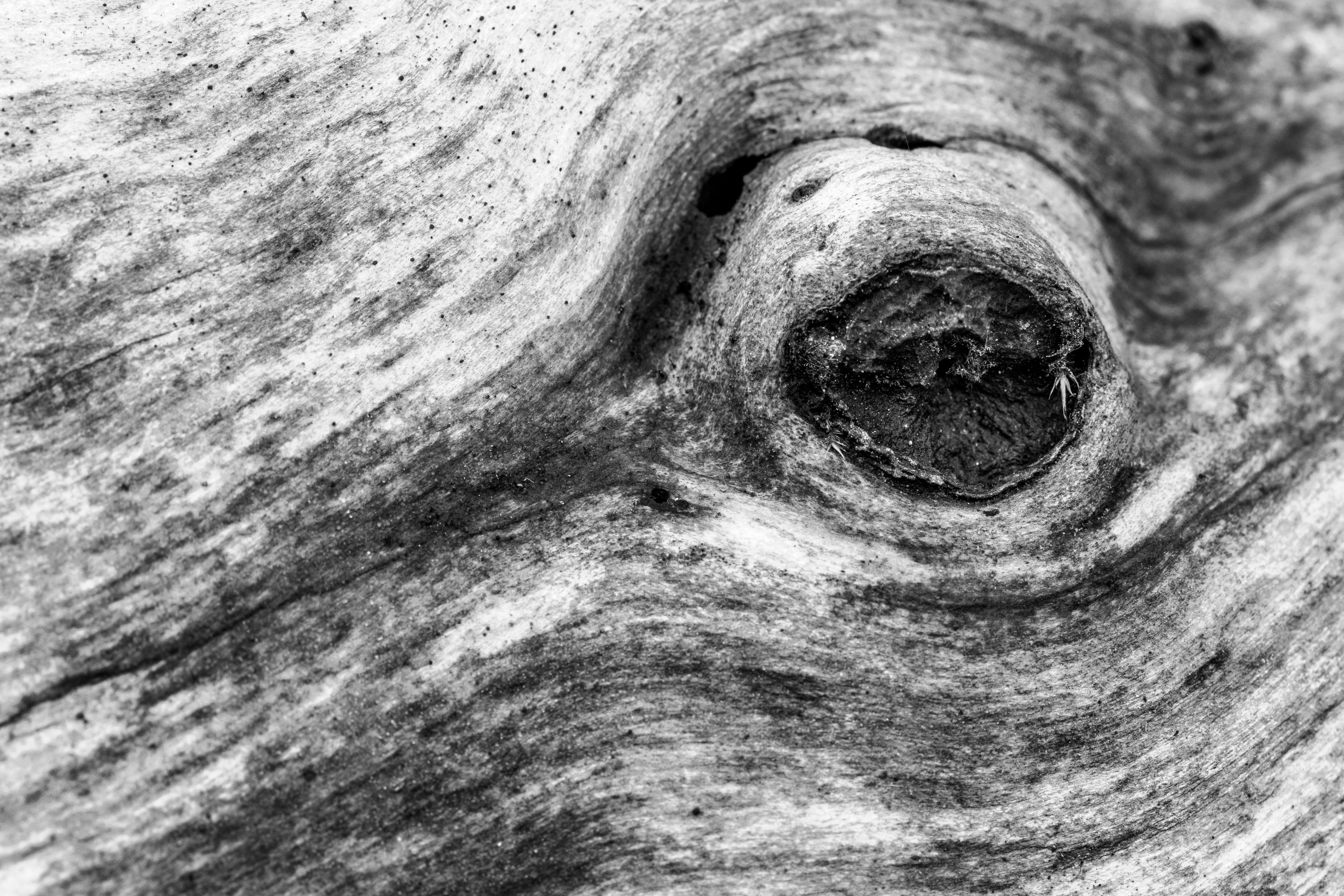 Detailed view of wood grain and texture