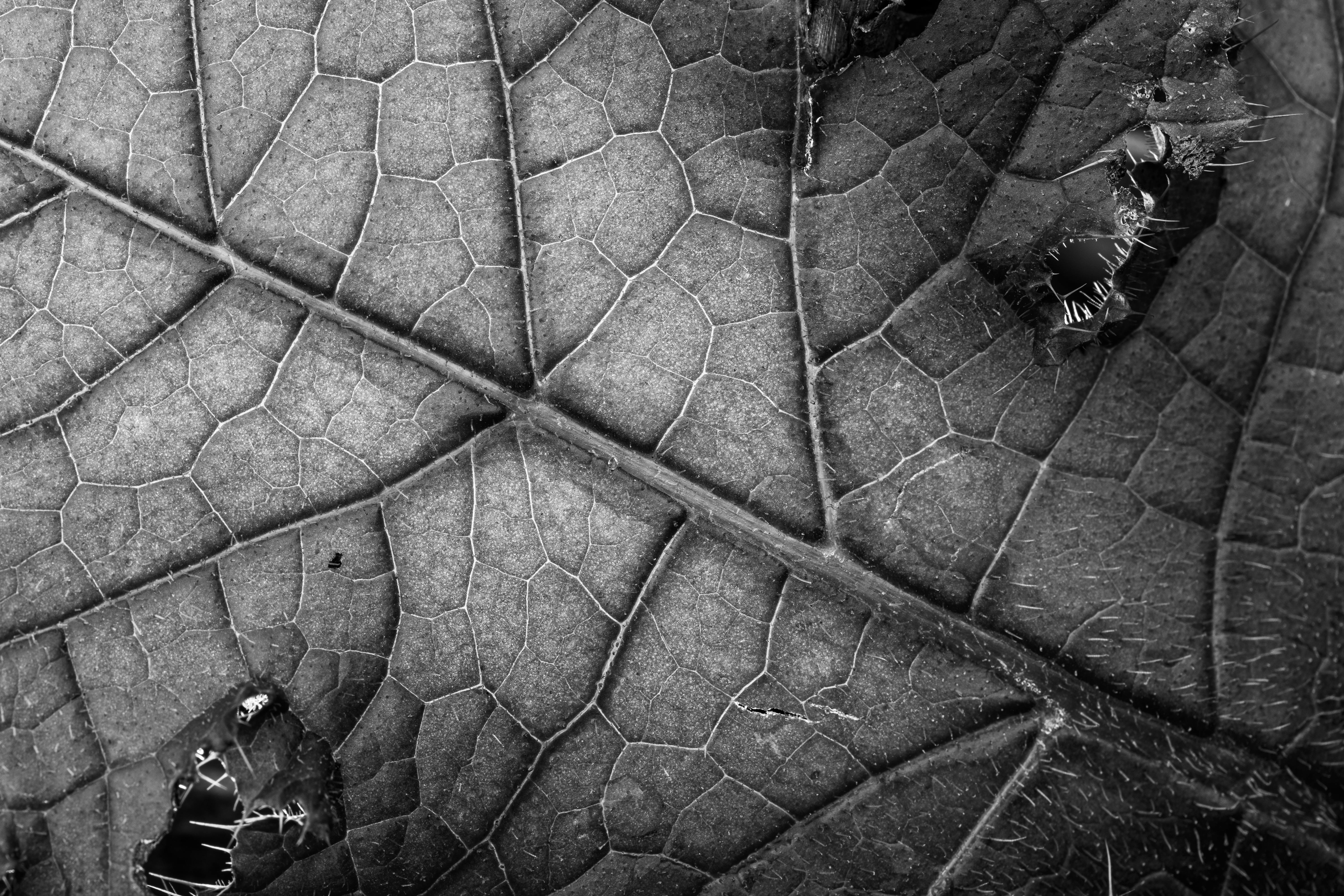 Bezpłatne Szczegółowa czarno-biała fotografia makro przedstawiająca skomplikowaną fakturę i żyłki liścia. Zdjęcie z galerii