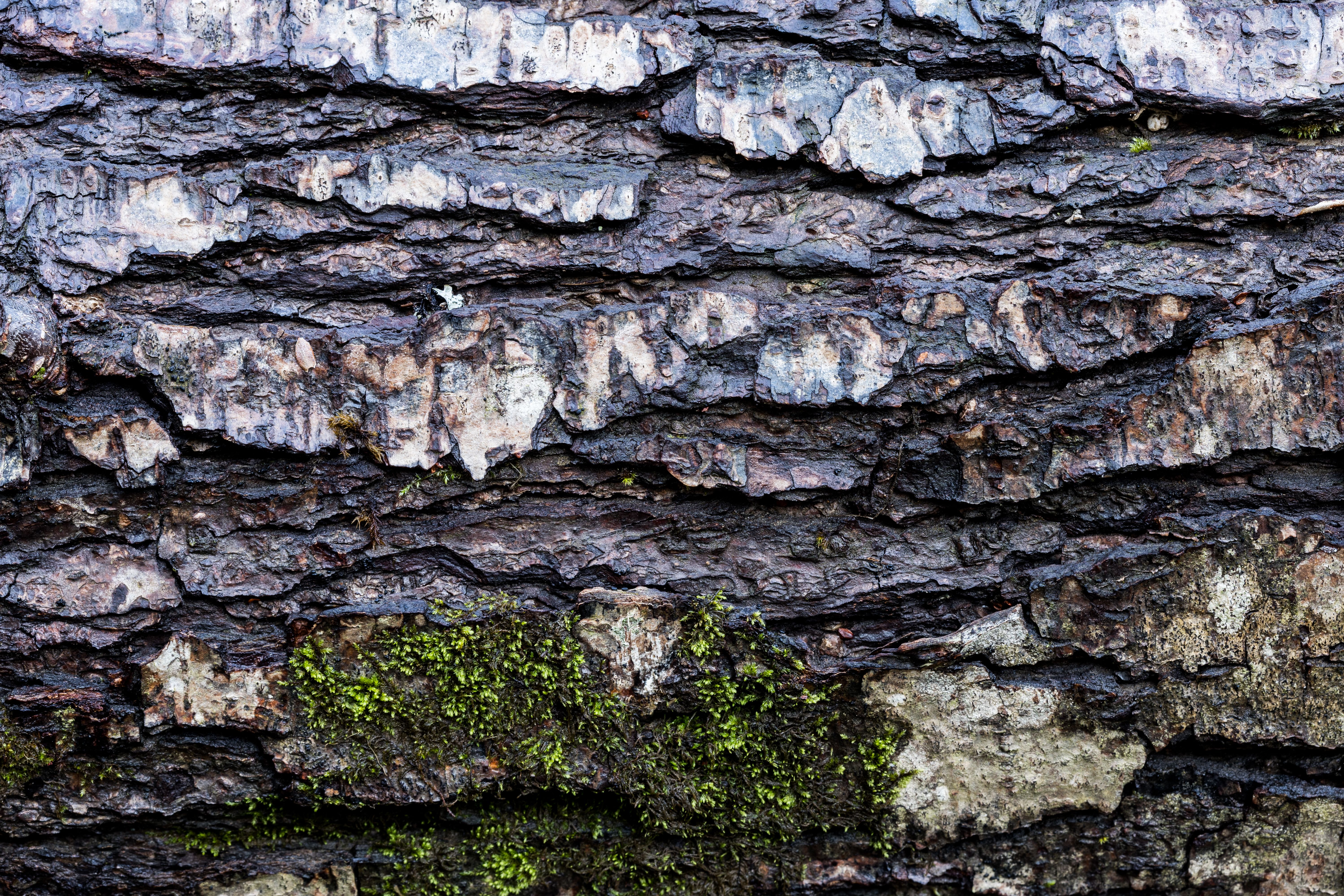 Close-up of Tree Bark with Moss Texture · Free Stock Photo