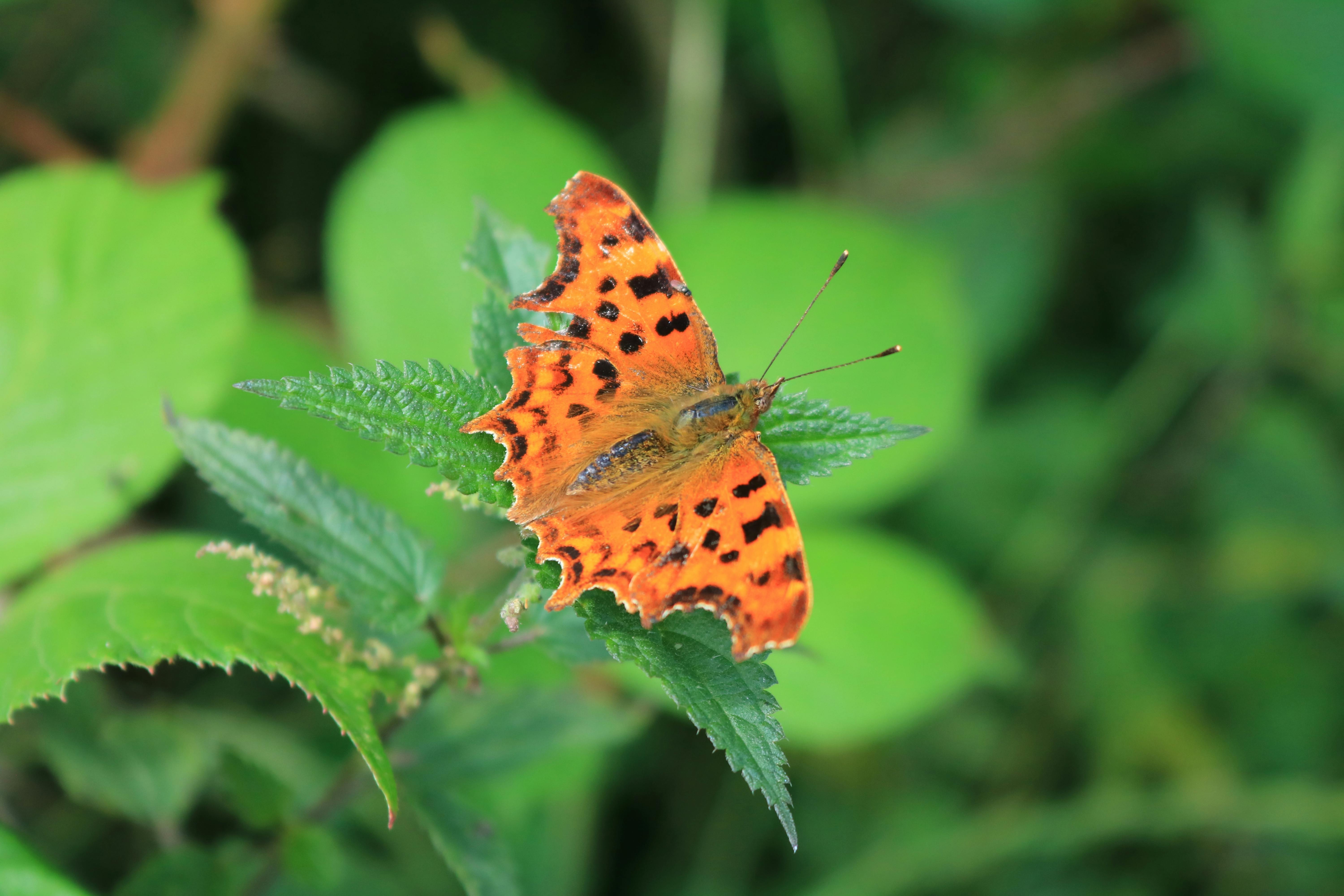 Close-up of a vibrant Comma butterfly perched on lush green leaves in an English garden.